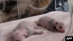 Bayi panda kembar yang berusia 11 hari yang bernama Fleur de Coton (kiri) dan Petite Neige, tampak tertidur dalam sebuah inkubator di Kebun Binatang Beauval di Saint-Aignan-sur-Cher, Paris, Prancis. Foto diambil pada 13 Agustus 2021. (Foto: AFP)