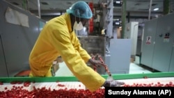 A worker checks bouillon cubes ahead of packaging at the Sweet Nutrition factory in Ota, Nigeria, Thursday, Sept. 12, 2024. (AP Photo/Sunday Alamba)