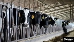 Irish-based company Cainthus is developing a system to collect video data on milk-producing cows. (Photo: Cainthus/Twitter)