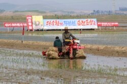 지난 5월 북한 남포의 청산리 협동농장에서 농부들이 모내기를 하고 있다.