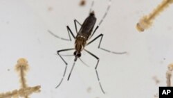 Mosquito do Dengue