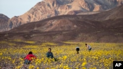 Tourists take picture of wildflowers near Badwater Basin in Death Valley, California (February 24, 2016) 