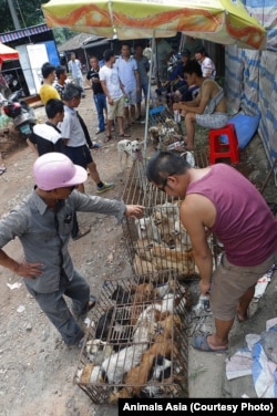 FILE - Dogs being dealt at the market in Yulin, China.