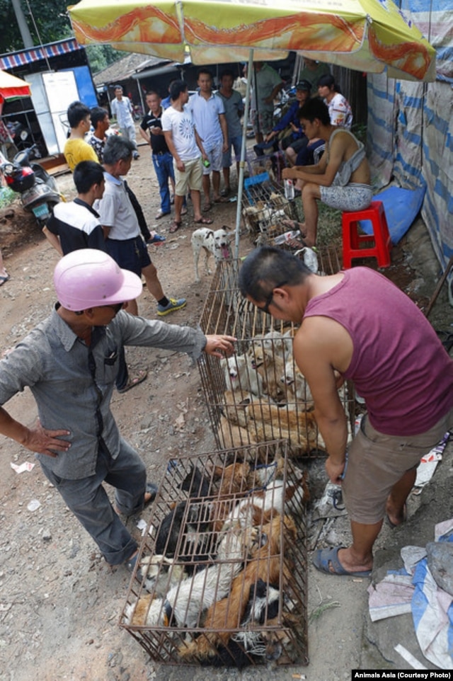 Animal Rights Activists Target China Dog Meat Festival