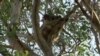 Drones Help Scientists Spot Australia's Endangered Koalas