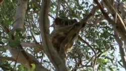 Drones Help Scientists Spot Australia's Endangered Koalas