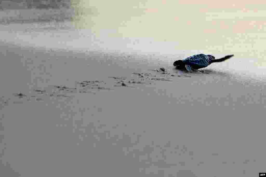A baby sea turtle hatchling heads toward the sea after its release at sunset in Lhoknga beach of Aceh province, Indonesia.