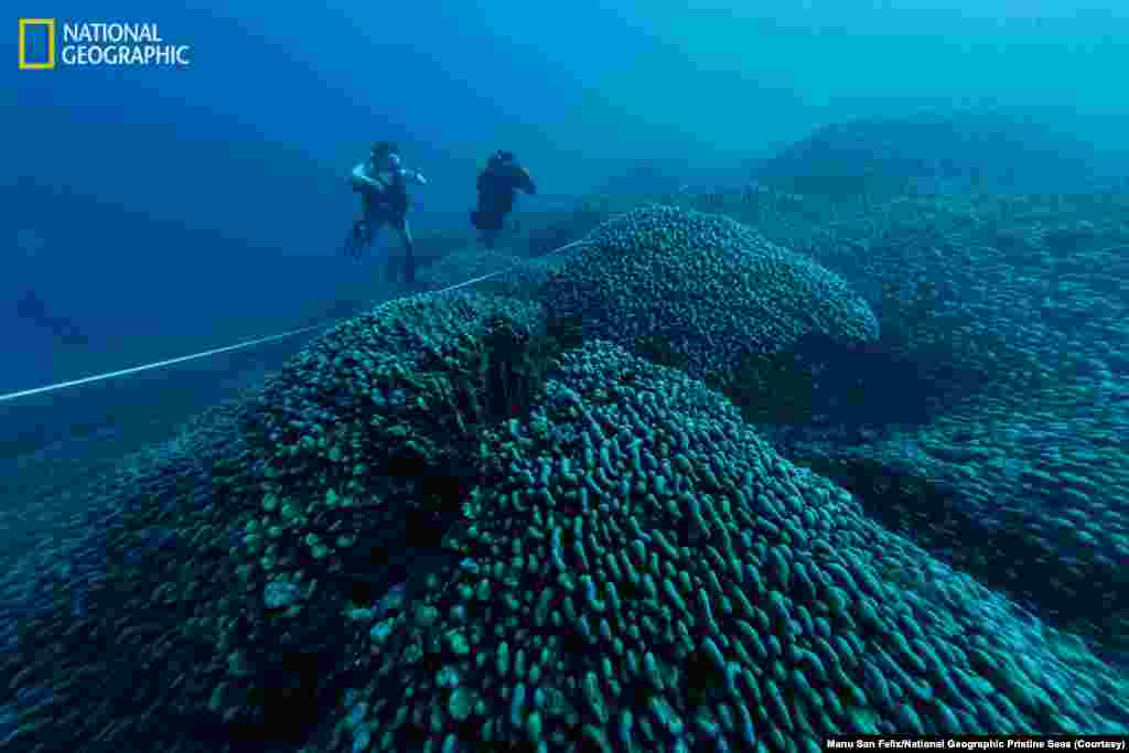 Divers from National Geographic Pristine Seas measure the world’s largest coral colony in the Solomon Islands. 