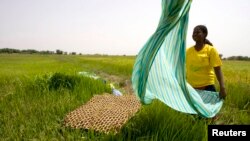 Une Sénégalaise séchant son linge dans une rizière en périphérie de Richard-Toll, au Sénégal, le 3 juin 2008.