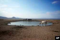 Wild horses gather around a pond at Simpson Springs on July 14, 2021, near U.S. Army Dugway Proving Ground, Utah. Horses from this herd were later rounded up as federal land managers increased the number of horses removed from the range during an historic drought. (AP Photo/Rick Bowmer)
