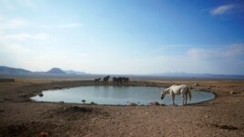 Wild horses gather around a pond at Simpson Springs on July 14, 2021, near U.S. Army Dugway Proving Ground, Utah. Horses from this herd were later rounded up as federal land managers increased the number of horses removed from the range during an historic drought. (AP Photo/Rick Bowmer)