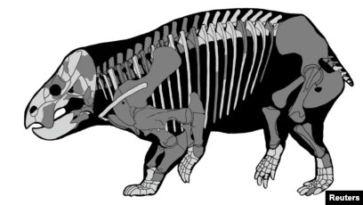 Scientists Find Remains of Huge Plant-Eating Mammal