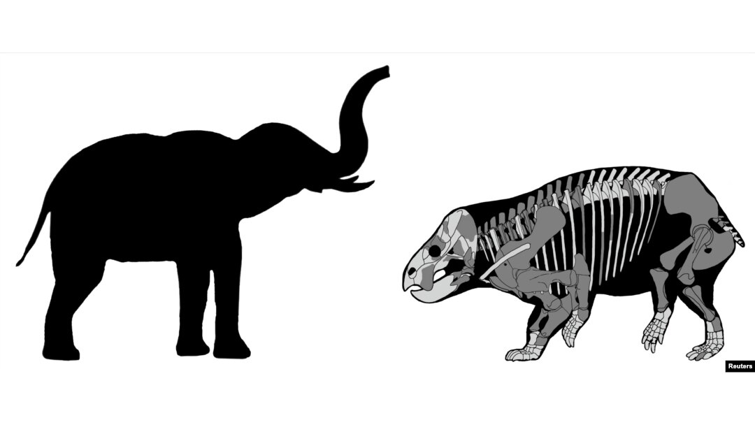 A comparison of the Lisowicia bojani with a recent elephant is pictured in this illustration handout, Nov. 21, 2018.