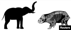 A comparison of the Lisowicia bojani with a recent elephant is pictured in this illustration handout, Nov. 21, 2018.