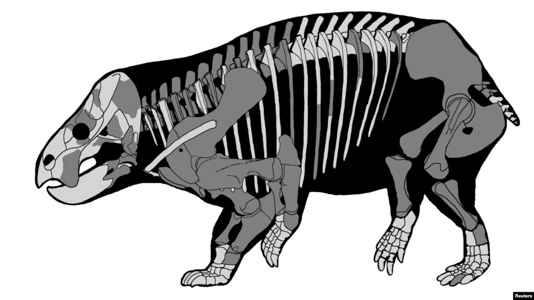 A rendering of a Lisowicia bojani, Nov. 21, 2018.