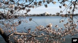 ชาวอเมริกันร่วมระดมทุนบริจาคเพื่อฟื้นฟูประเทศญี่ปุ่นในงานเทศกาลดอก Cherry Blossom หรือดอกซากุระ ที่กรุงวอชิงตัน