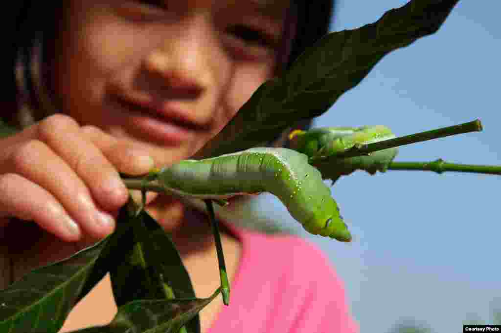 An eight-year-old Thai girl proudly shows off the oleander hawk-moth caterpillars that she has found on a jasmine bush in Chum Phuang, Nakhon Ratchasima province, Jan 17. 2014. (Photo taken by Matthew Richards/VOA reader/Thailand)