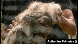 A photo of a macaca and her baby being held captive in Indonesia's forest courtesy of NGO Action for Primates