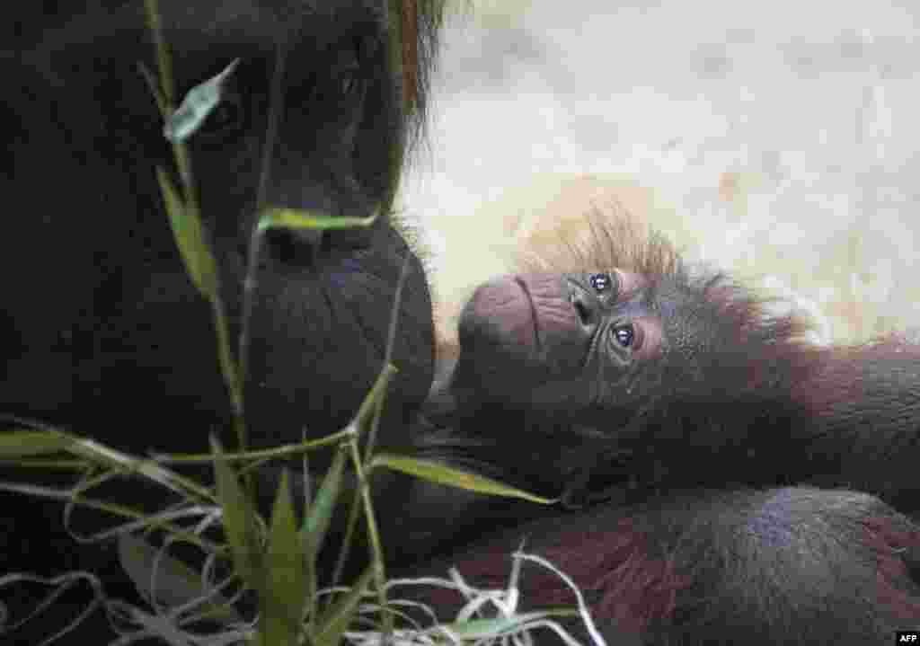 Borneo orangutan &quot;Theodora&quot; (L) looks at her eight-day old baby, &quot;Java,&quot; in their enclosure at the &quot;Menagerie du Jardin des Plantes&quot; Zoo in Paris, France.