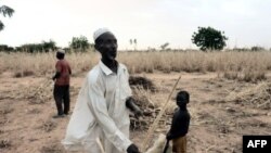 Un Nigérien dans son champ détruit... L'Ouest du Niger pourrait connaître une nouvelle crise alimentaire en 2012. (photo d'octobre 2011)