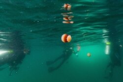 Cannonball jellyfish float in the water as scuba divers surface after diving at Gray's Reef National Marine Sanctuary, Oct. 28, 2019, off the coast of Savannah, Ga.