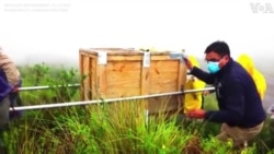 Bolivia Releases Rescued Condor Into the Wild