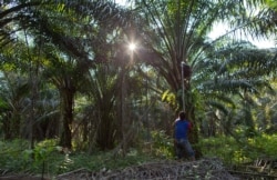 지난해 3월 말레이시아의 한 농장에서 노동자들이 야자수를 수확하고 있다.