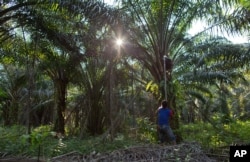 Seorang pekerja Malaysia memanen buah sawit dari sebuah perkebunan di semenanjung Malaysia. (Foto: AP)