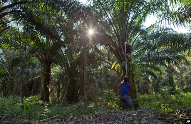Seorang pekerja Malaysia memanen buah sawit dari sebuah perkebunan di semenanjung Malaysia. (Foto: AP)
