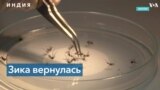 Генно-модифицированные комары в борьбе против вирусов