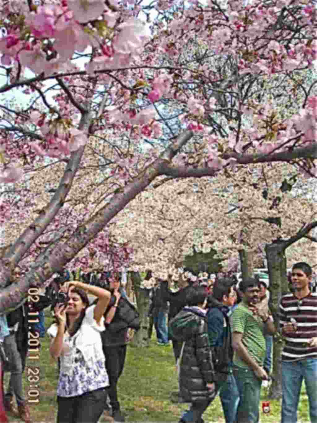 فستیوال شکوفه های گیلاس در واشنگتن ۲۰۱۱