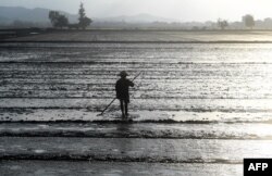 FILE - A farmer works in a rice field on the outskirts of the central Vientamese city of Hue, Jan. 17, 2018.