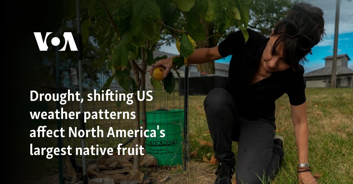 Drought, shifting US weather patterns affect North America’s largest native fruit