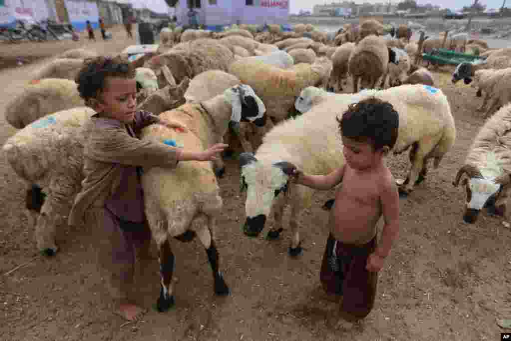 بازی دو کودگ با گوسفندهایی که آماده فروش به مناسبت عید قربان در کراچی پاکستان شده‌اند.