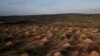 In Rural Brazil, Termites Built Millions of Dirt Mounds