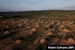 Giant termite mounds cover a field near Palmeiras, Brazil, Saturday, Nov. 24, 2018. Radioactive testing found the mounds, which cover an area about the size of Great Britain, range in age from 690 to 3,820 years. (AP Photo/Victor R. Caivano)