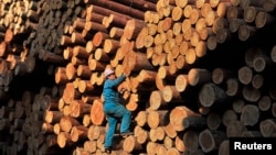 FILE - A worker climbs on piles of logs at a timber storage in Shenyang, Liaoning province, April 15, 2010. China's insatiable demand for lumber is prompting the Solomon Island to cut down trees at an unsustainable speed.