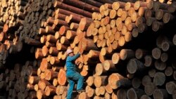 Extração ilegal de madeira floresce em Moçambique, mas autoridades indicam maior fiscalização