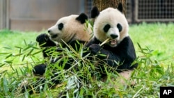 ARCHIVO - Pandas gigantes comen bambú en el Zoo Nacional del Smithsonian, el 4 de mayo de 2022 en Washington. Dos pandas gigantes llegarán al Zoo de Washington para fin de año, anunció el miércoles la institución responsable del parque.