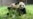 El Zoo Nacional de Washington recibirá dos nuevos pandas gigantes de China para final de año