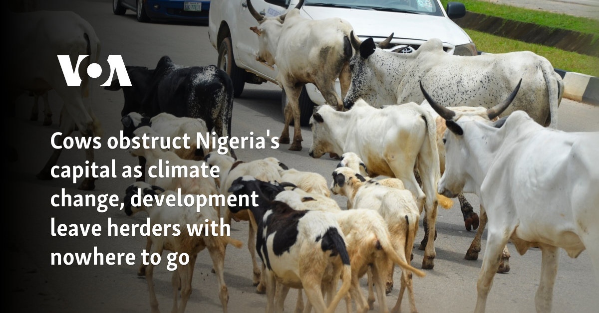 Cows obstruct Nigeria's capital as climate change, development leave herders with nowhere to go