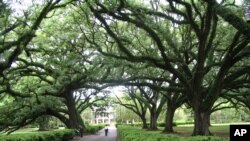 En una ciudad del estado de Maryland ha plantado más de 1.100 árboles.