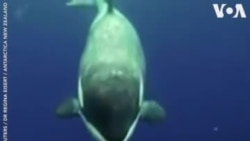 ԱՌԱՆՑ ՄԵԿՆԱԲԱՆՈՒԹՅԱՆ. Օրկա կետը խաղում է տեսախցիկի հետ