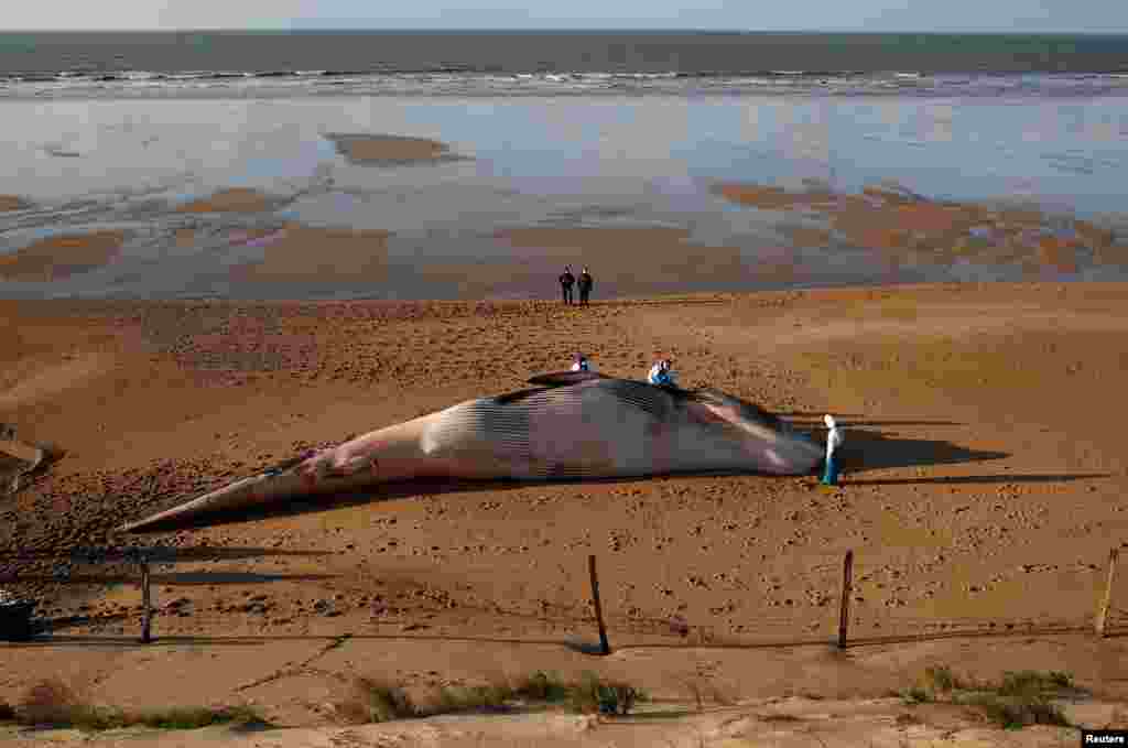 Experts at the Observatoire Pelagis examine the dead body of a fin whale that was found stranded on a beach in Saint-Hilaire-de-Riez, France.