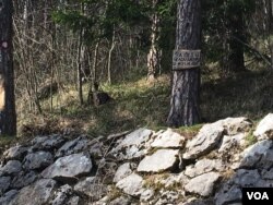 „Šta ćeš u gradu, uživaj u mom hladu” natpis je tabli okačenoj na stablu na Trebeviću