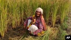 Mamta Kumari, a farm worker, takes a brief break between harvesting wheat on a farm in Nanu village in Uttar Pradesh state, India, on Oct. 17, 2023.