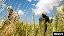 Ethiopian farmers Mandefro Tesfaye (L) and Tayto Mesfin collect wheat in their field in Abay, north of Ethiopia's capital Addis Ababa, October 21, 2009. 