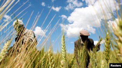 efeitos das mudanças climáticas na agricultura