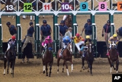 John Velazquez tumbles to the turf after falling off Bodexpress at the starting gate during the 144th Preakness Stakes at Pimlico, May 18, 2019, in Baltimore.