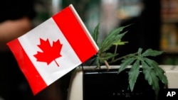 FILE - A cash register is adorned with a Canadian flag and imitation marijuana leaves at the BC Marijuana Party Headquarters in Vancouver, British Columbia.